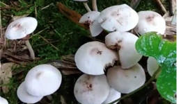 阴雨天野生蘑菇疯长 我院一周收治9名蘑菇中毒患者